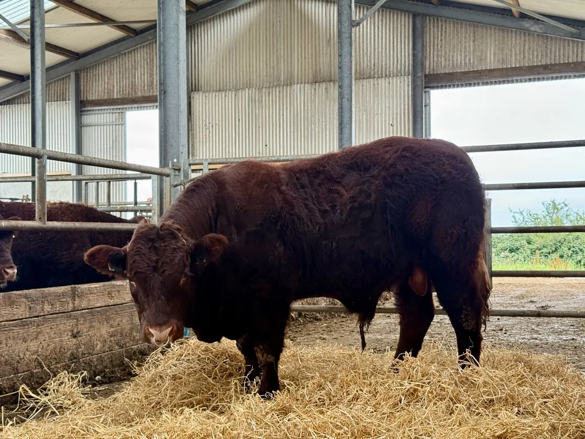 PBR Salers Bull - Image 1