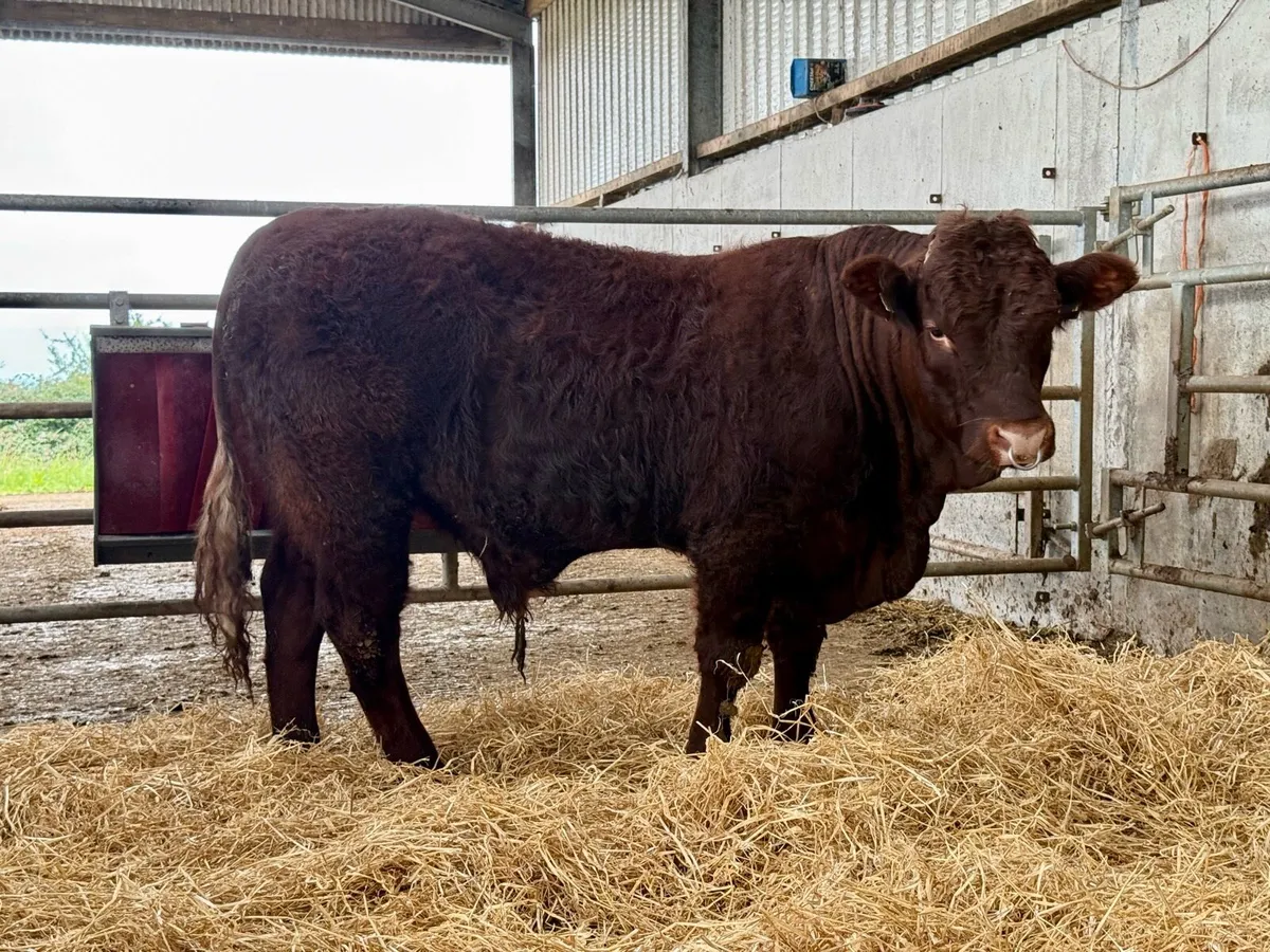 PBR Salers Bull - Image 2