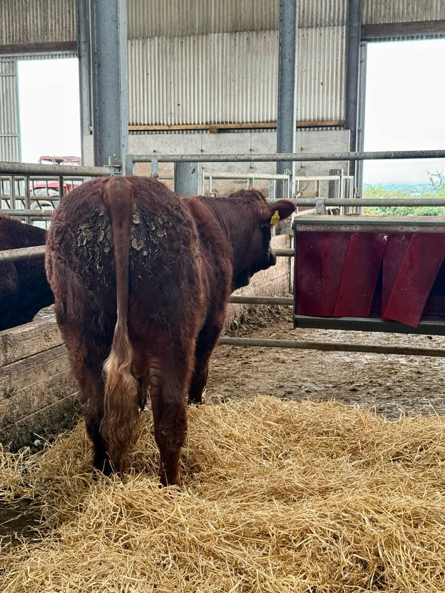 PBR Salers Bull - Image 3