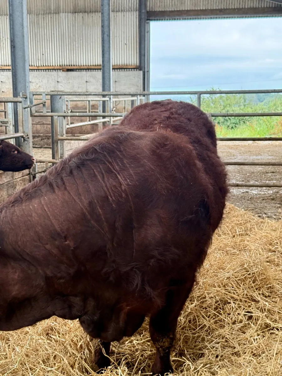PBR Salers Bull - Image 4