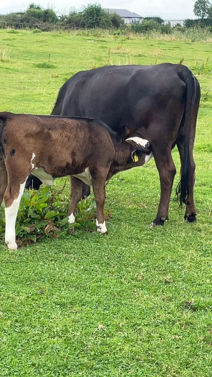 Cows - Image 2