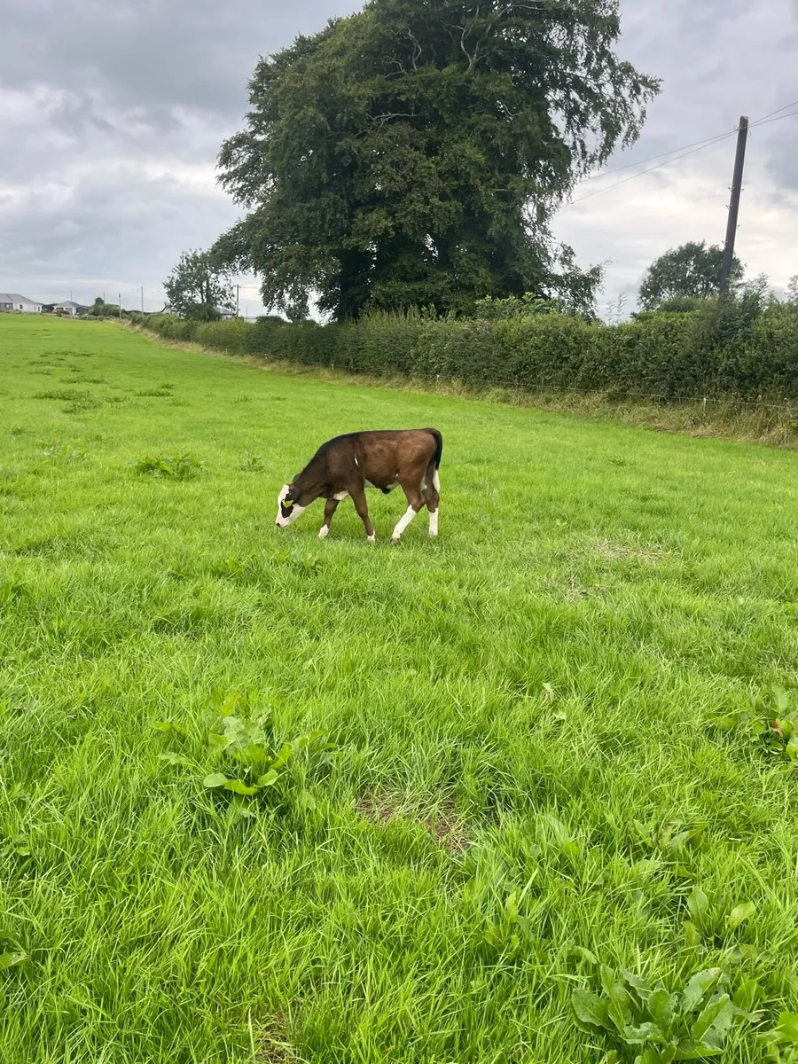 Cows - Image 3