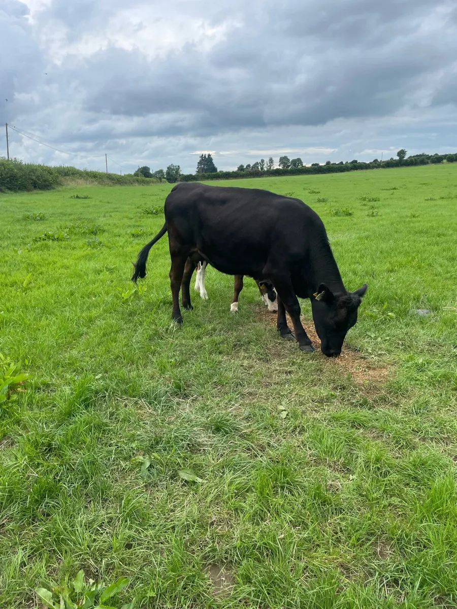 Cows - Image 4
