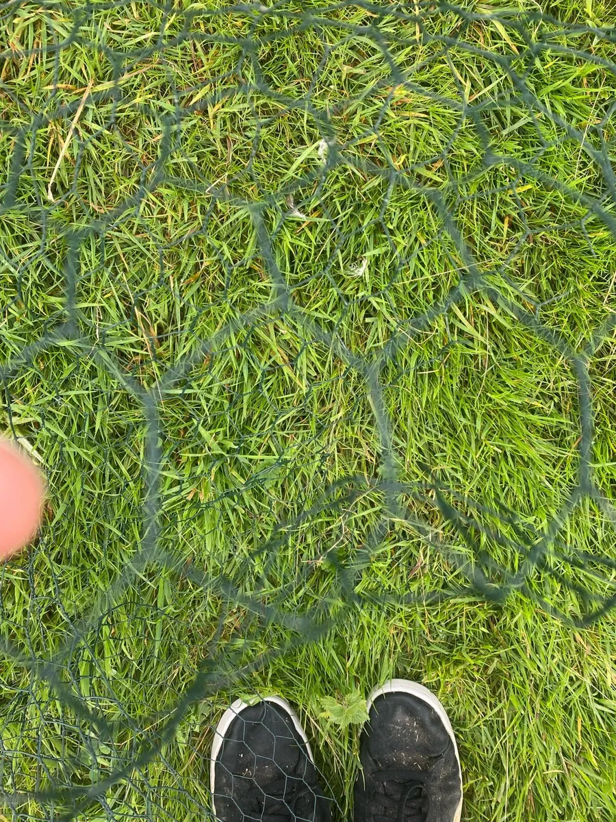 Poultry Wire - Image 4