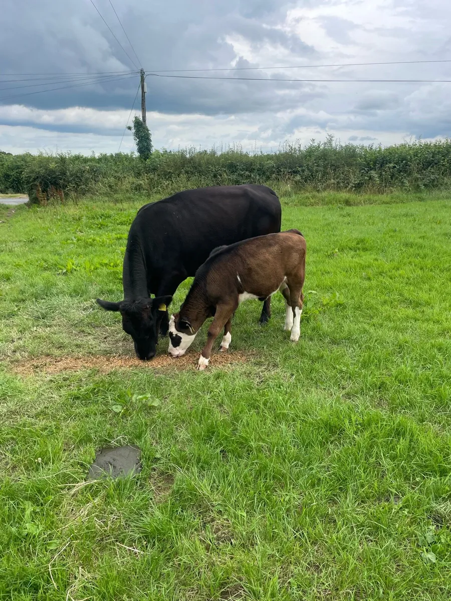 Cows - Image 1