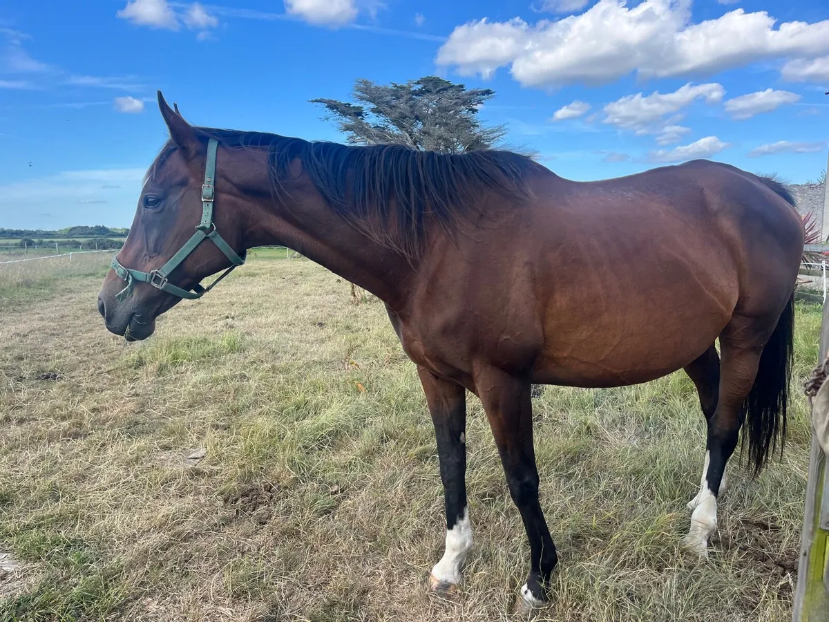 TB Broodmare in foal to heavy dun cob - Image 1
