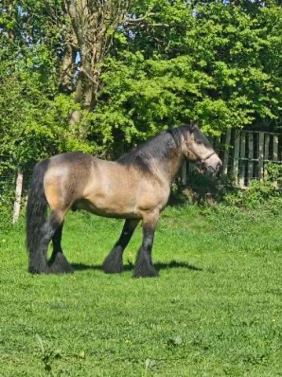 TB Broodmare in foal to heavy dun cob - Image 3