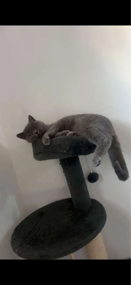 Female British Shorthair - Image 2