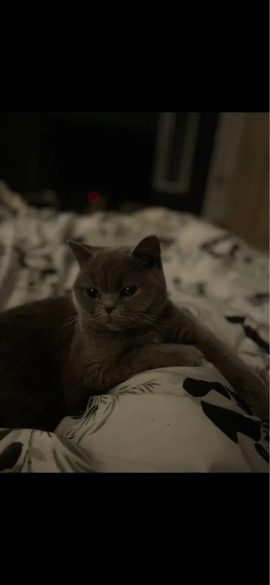 Female British Shorthair - Image 3