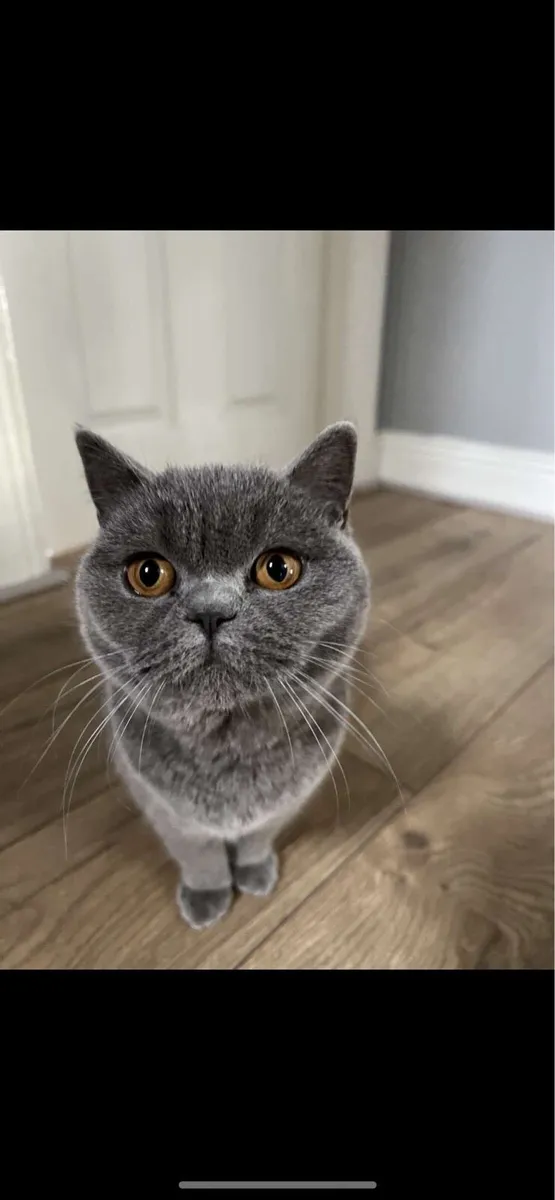 Female British Shorthair - Image 4