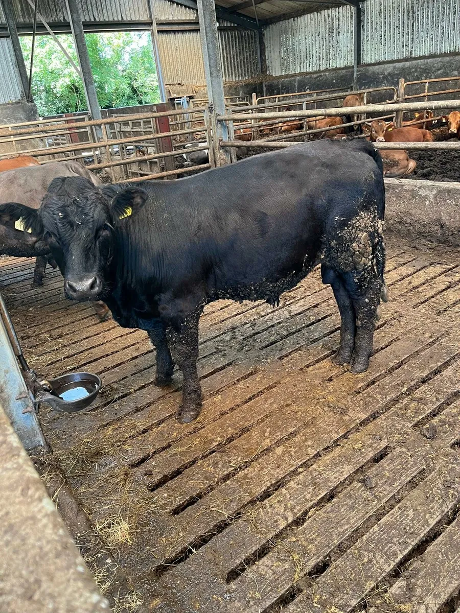 Weanling Sale Enniscorthy Mart 5th of August - Image 1
