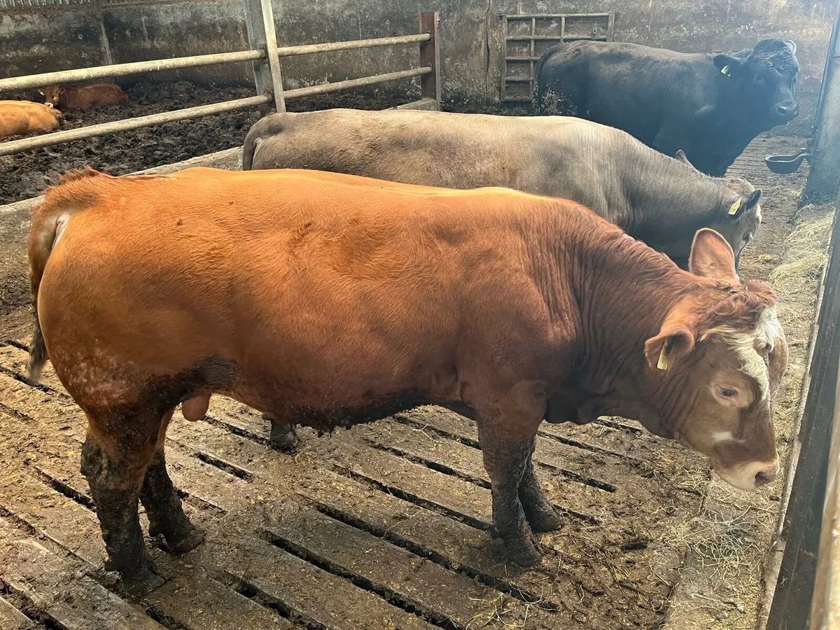 Weanling Sale Enniscorthy Mart 5th of August - Image 2