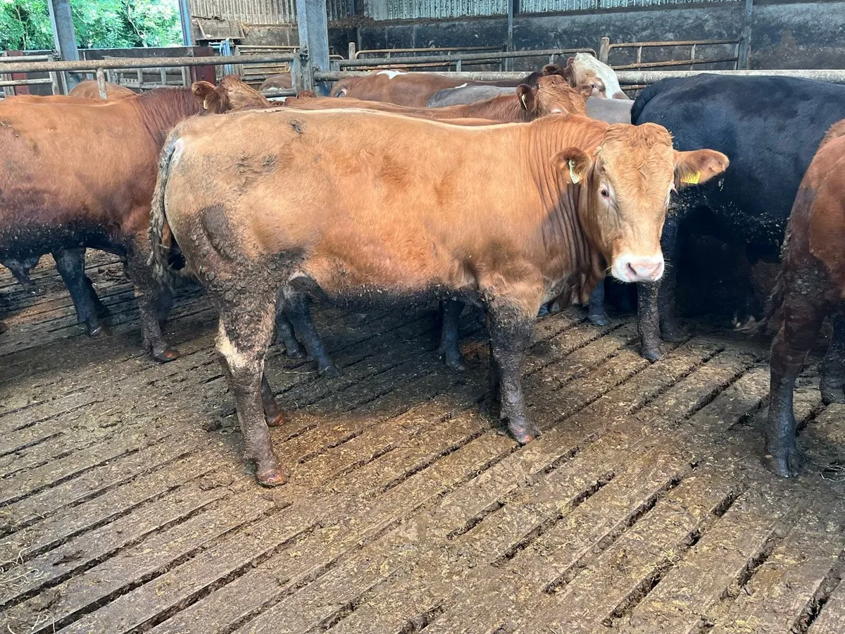 Weanling Sale Enniscorthy Mart 5th of August - Image 3
