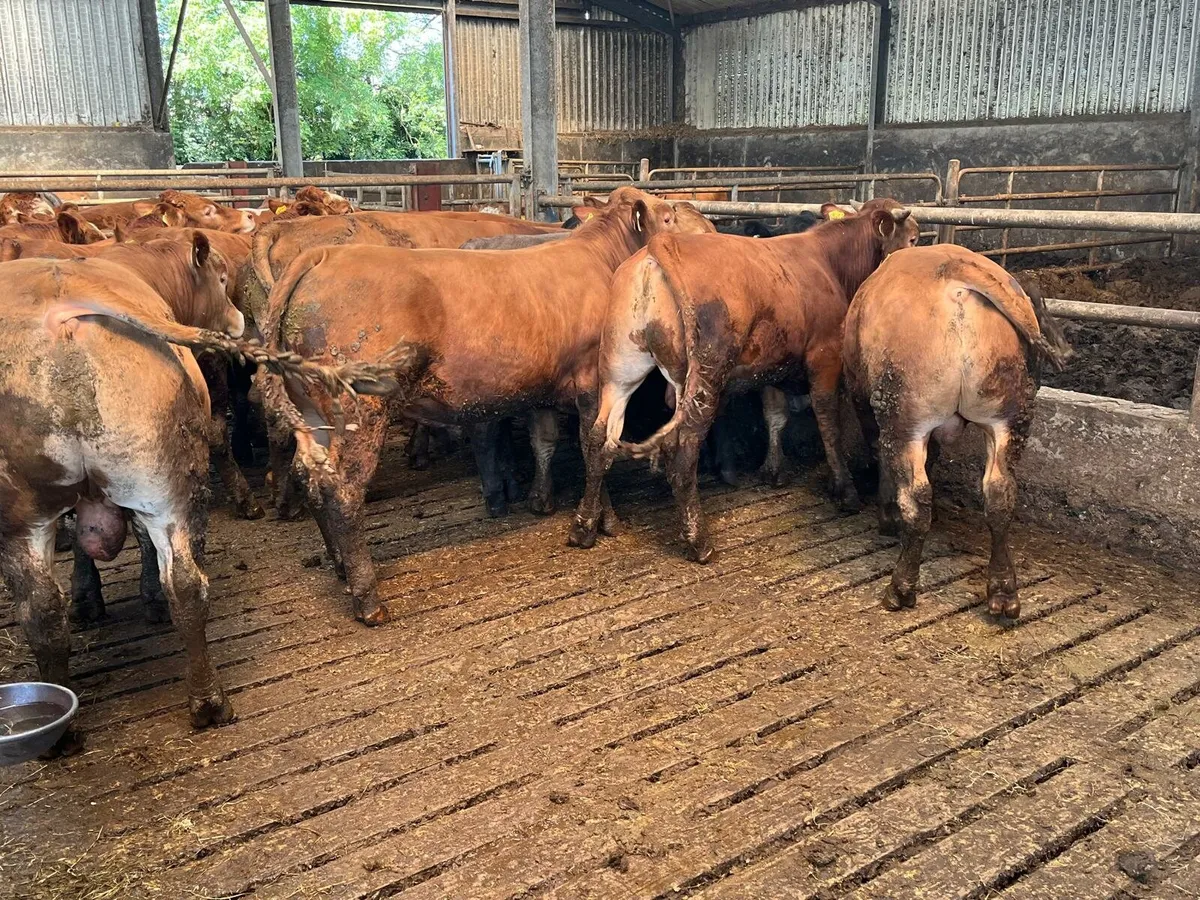 Weanling Sale Enniscorthy Mart 5th of August - Image 4