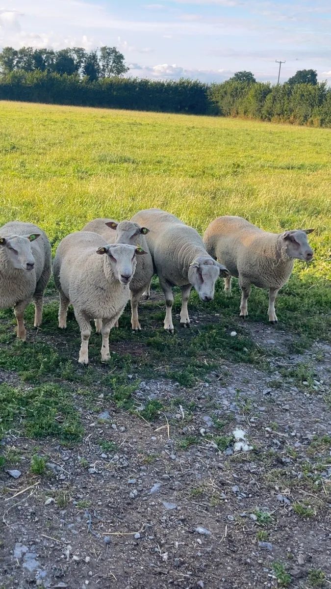 Pedigree Charollais Rams - Image 1