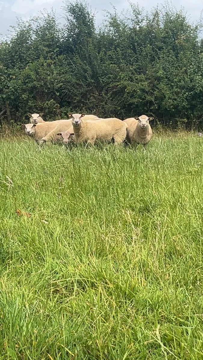 Pedigree Charollais Rams - Image 2