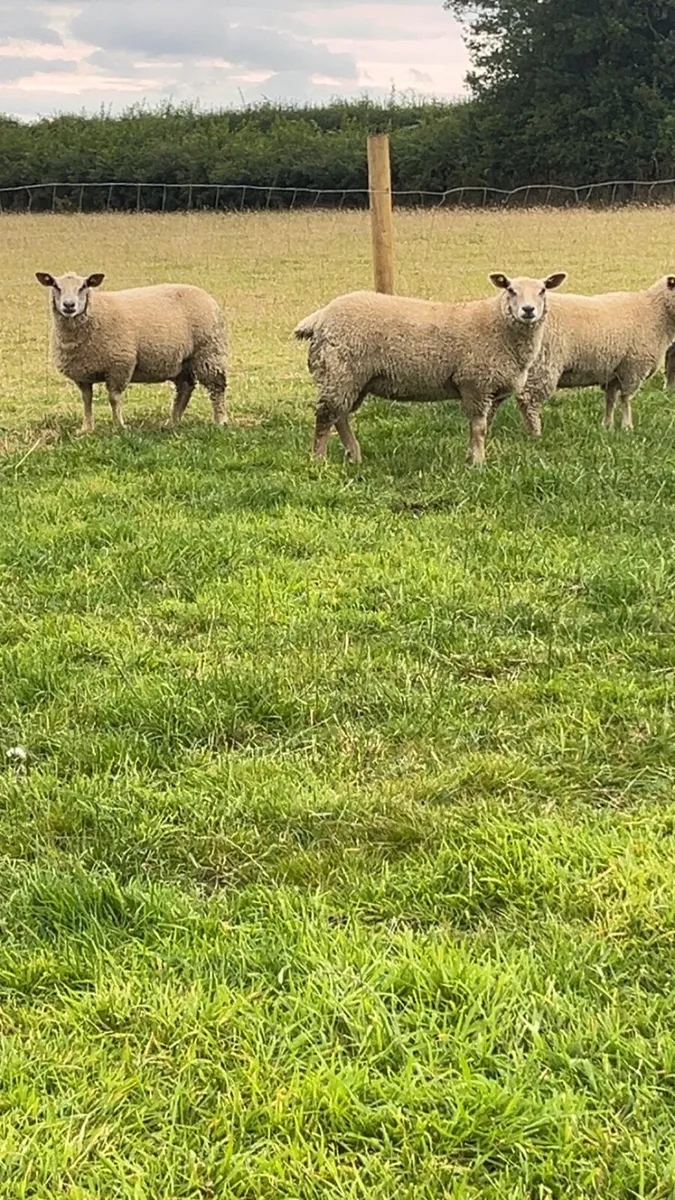 Pedigree Charollais Rams - Image 4