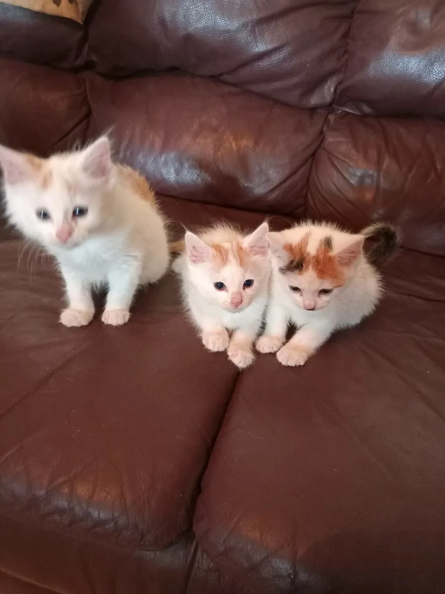 Kittens - Image 1