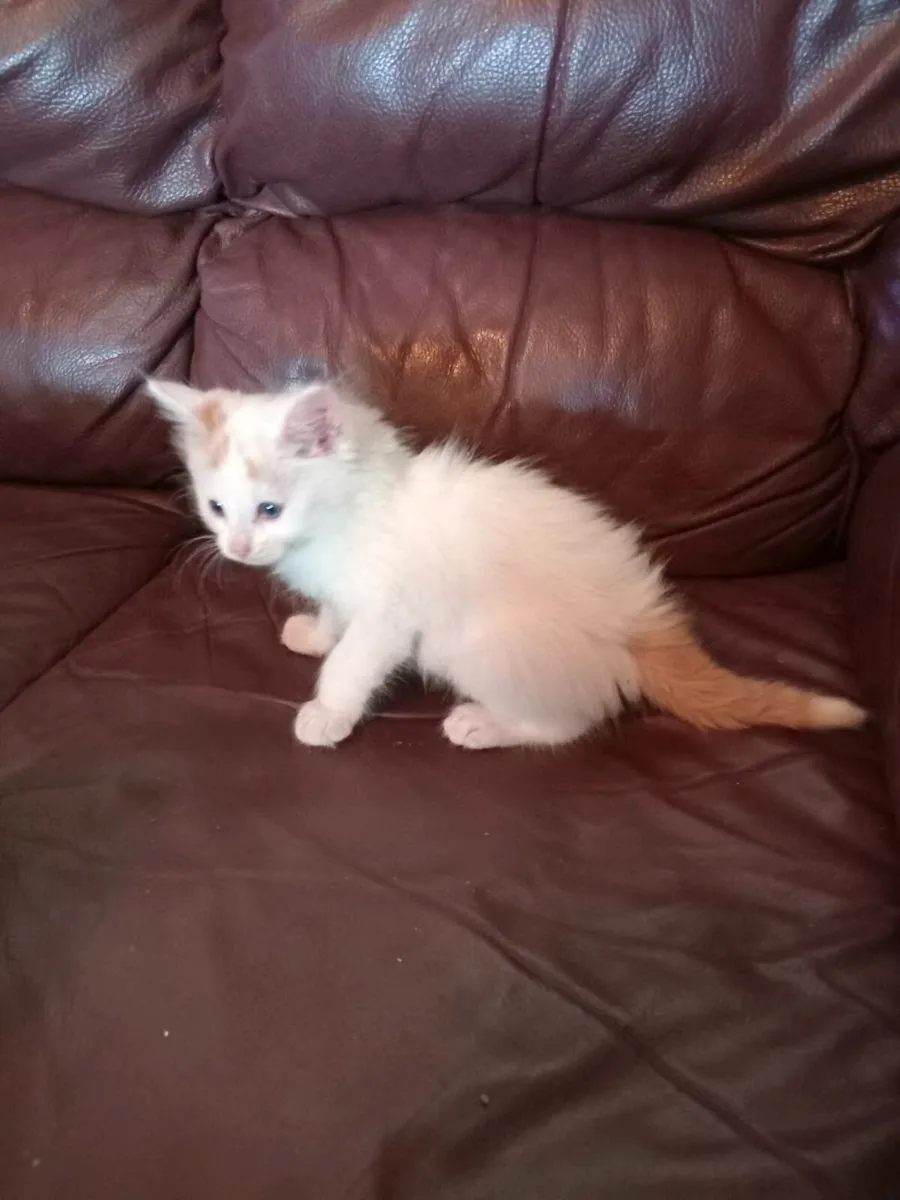 Kittens - Image 2