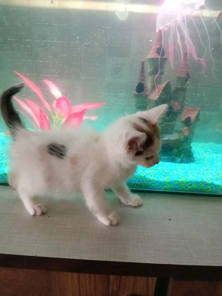 Kittens - Image 3