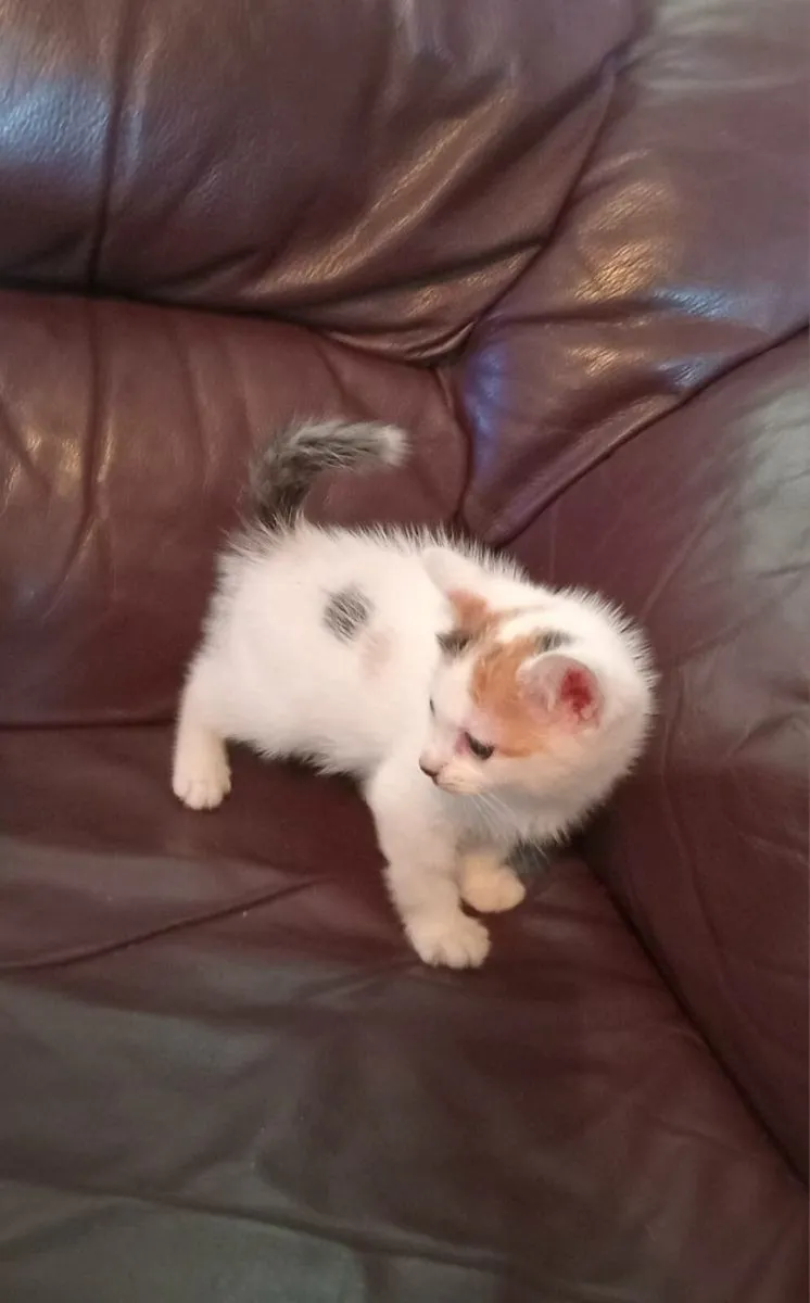 Kittens - Image 4