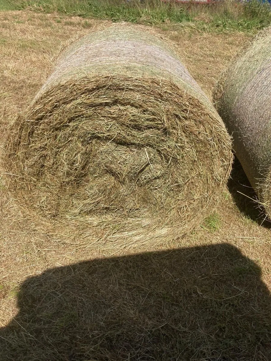 Hay For Sale - Image 1