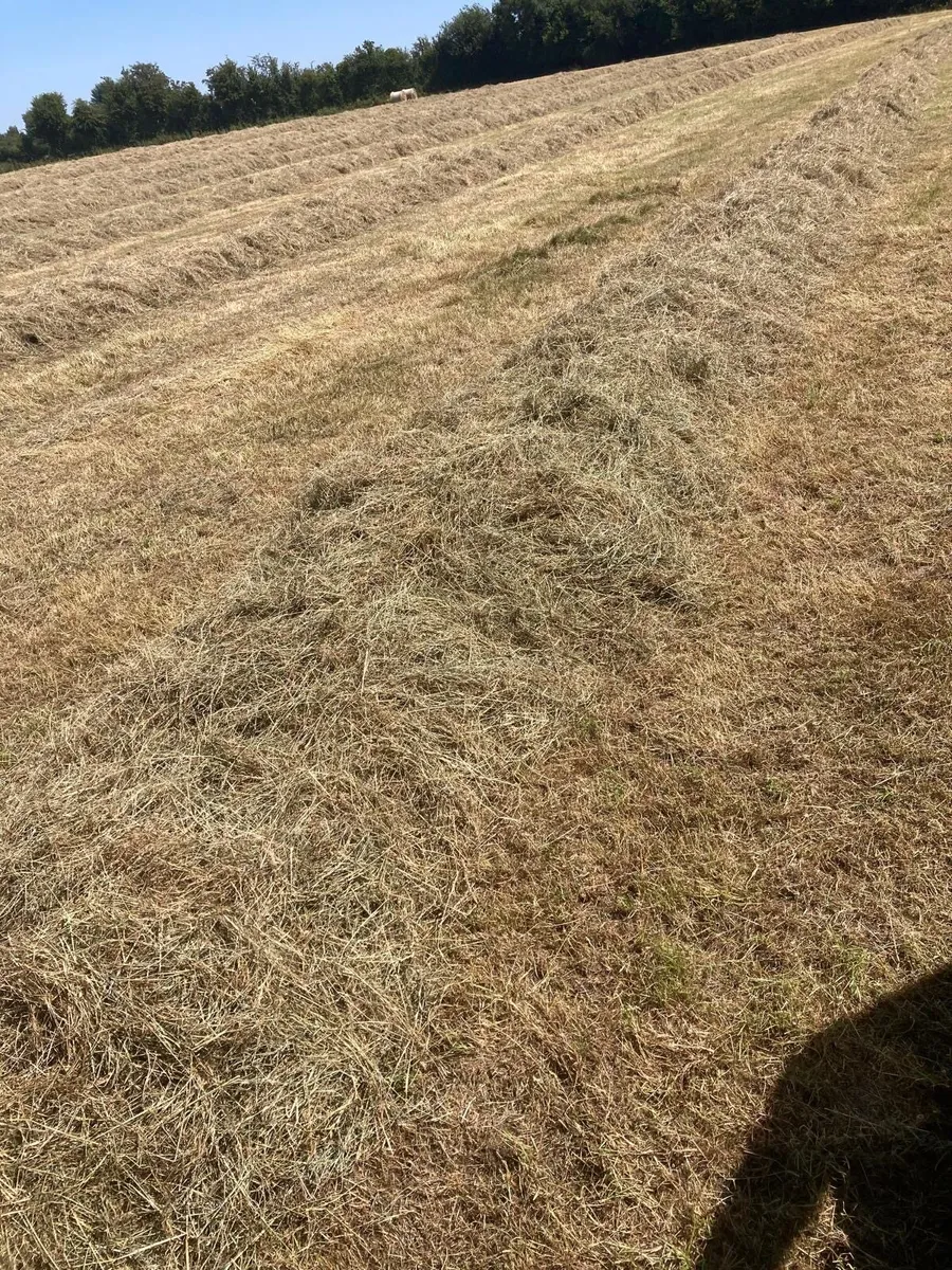 Hay For Sale - Image 2