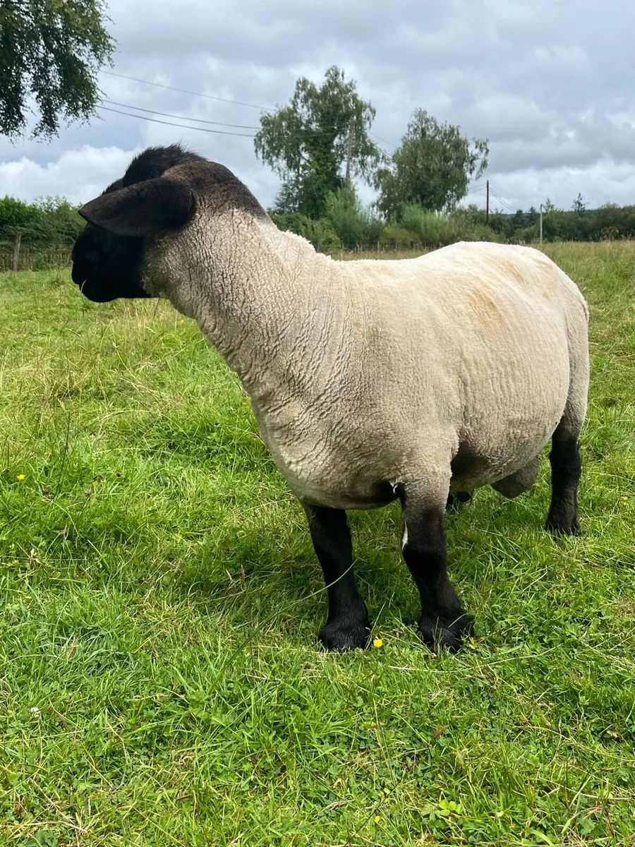 PB Suffolk ram - Image 1