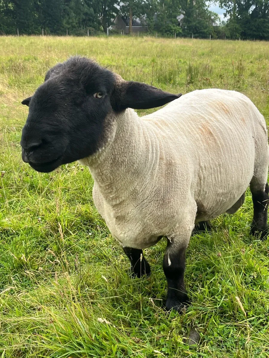 PB Suffolk ram - Image 2