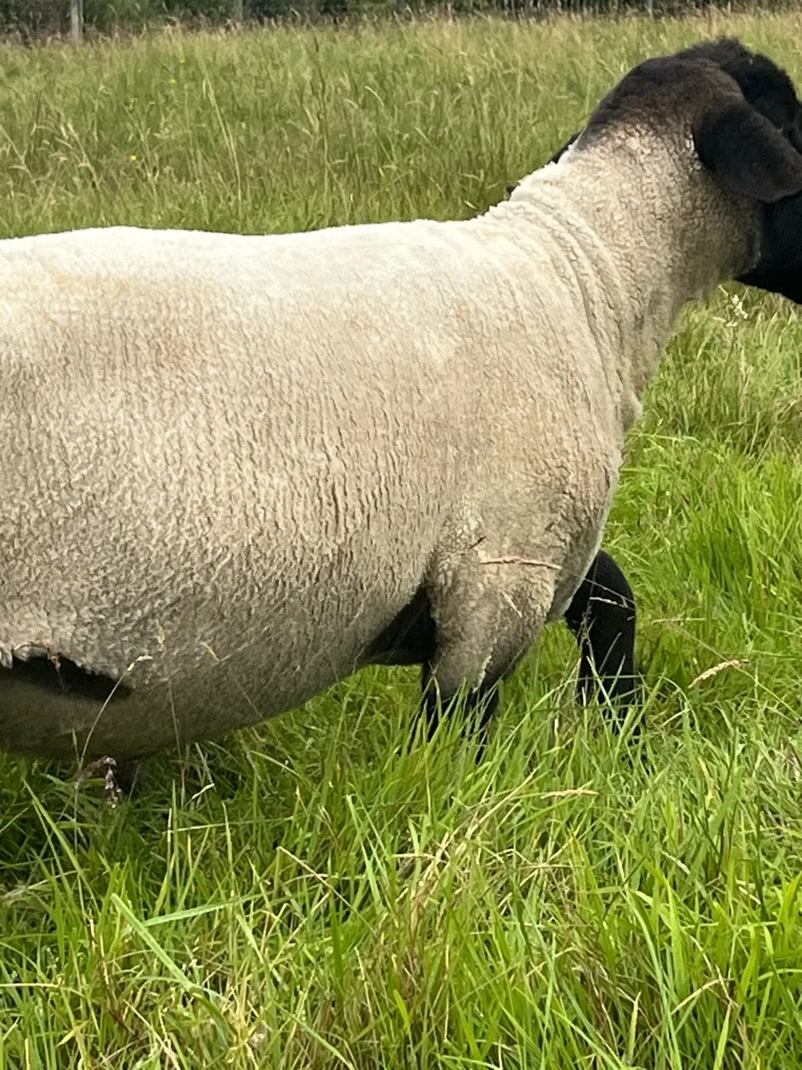 PB Suffolk ram - Image 3