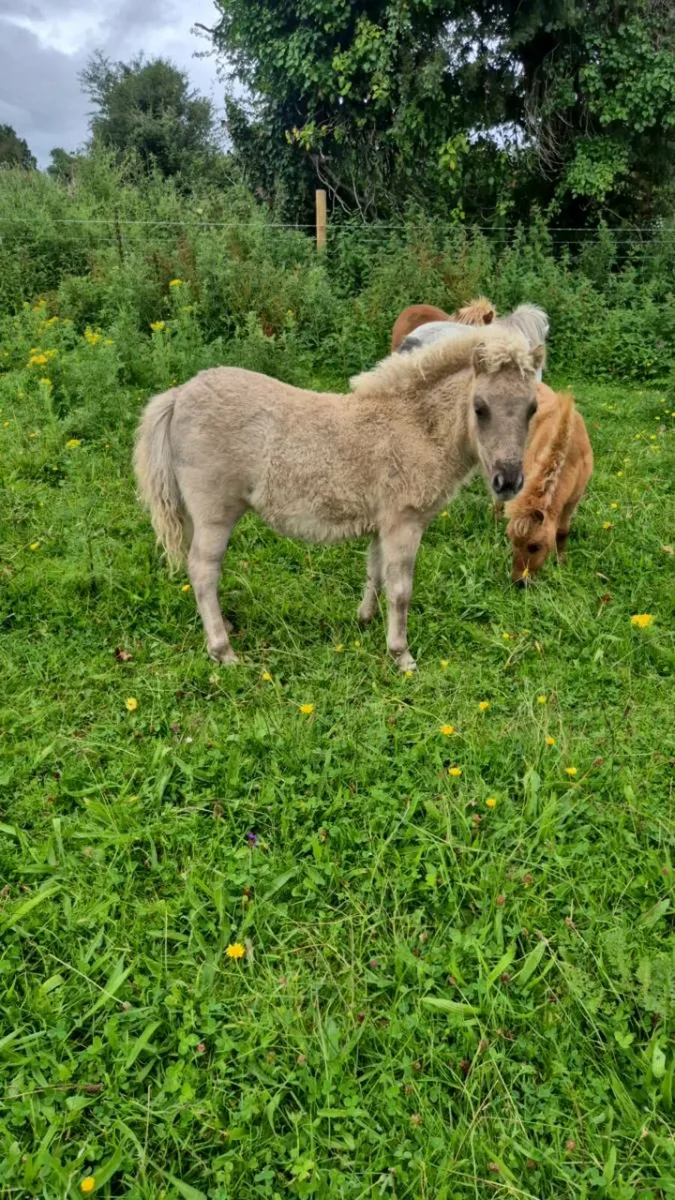 Miniature Filly - Image 1