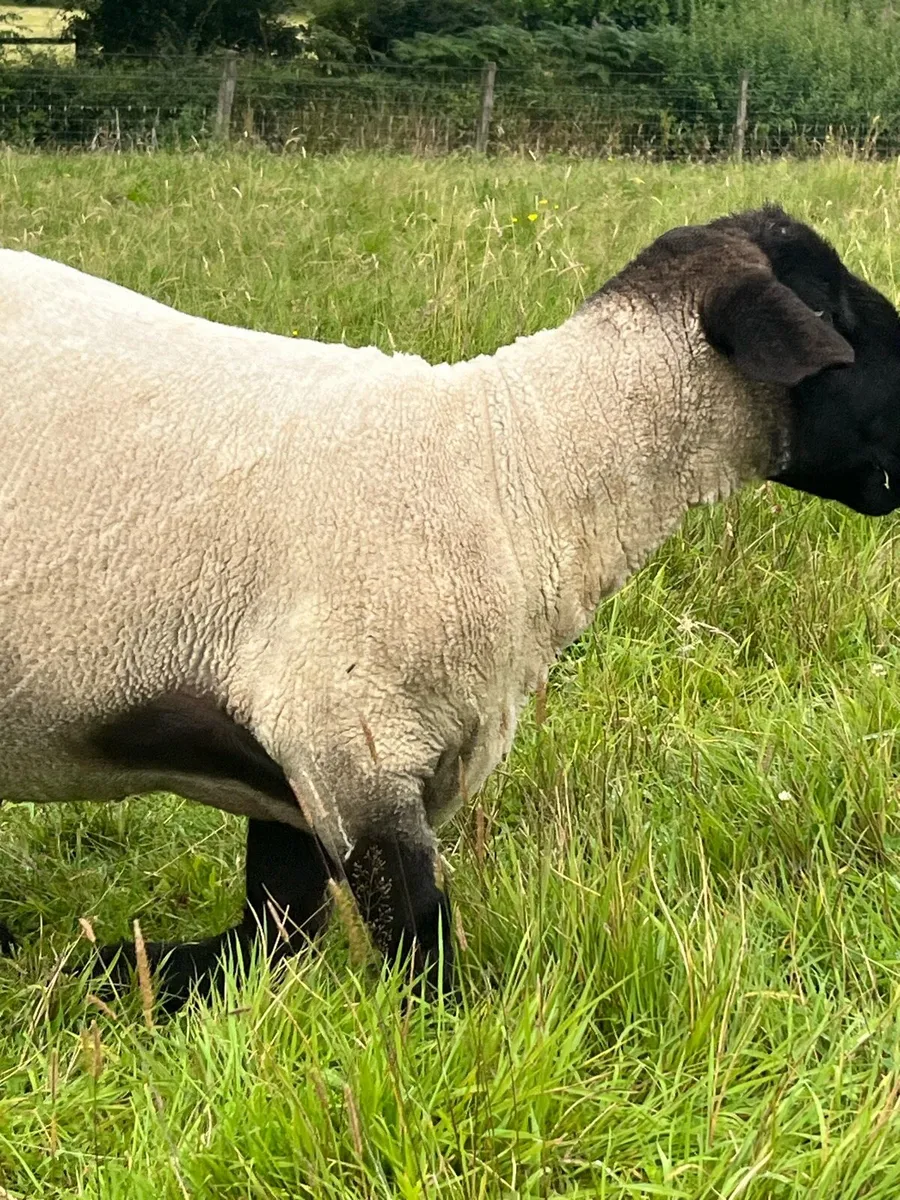 PB Suffolk ram - Image 4