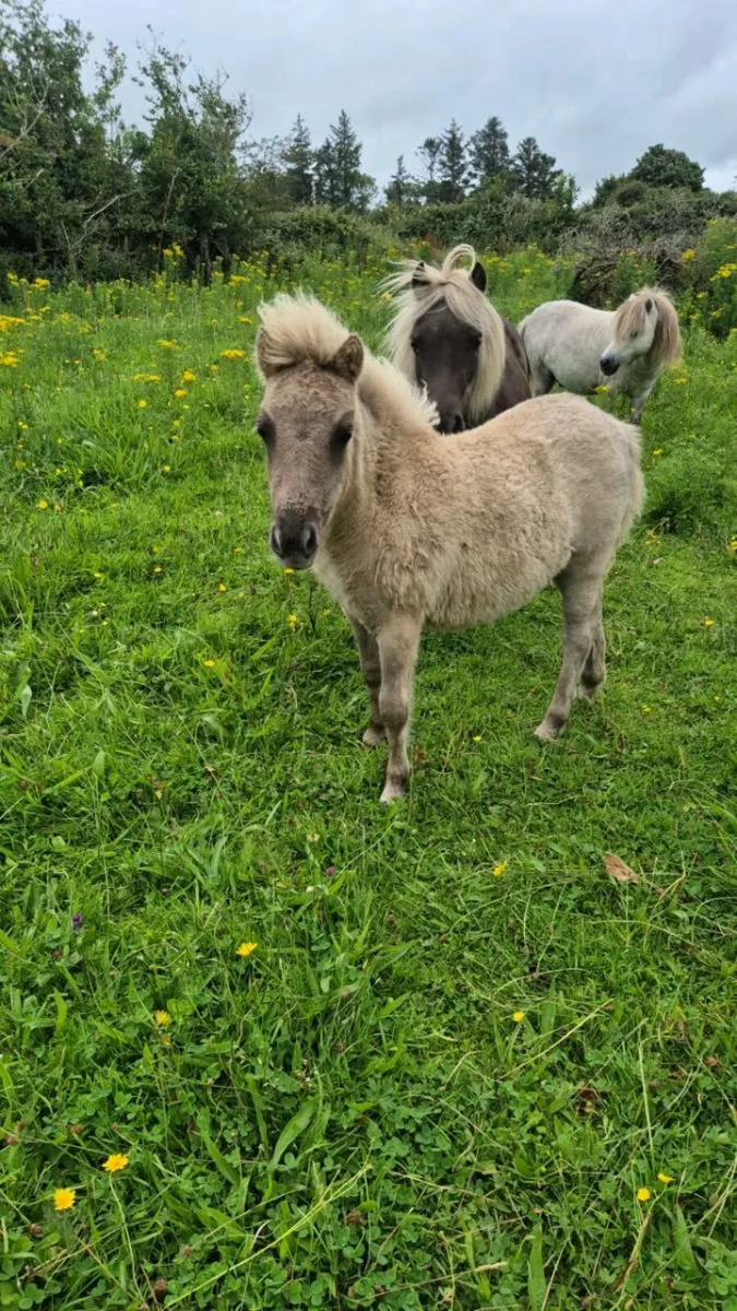 Miniature Filly - Image 2