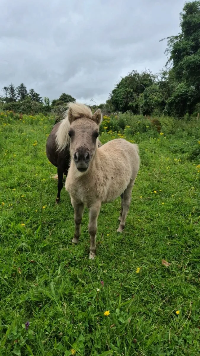 Miniature Filly - Image 3