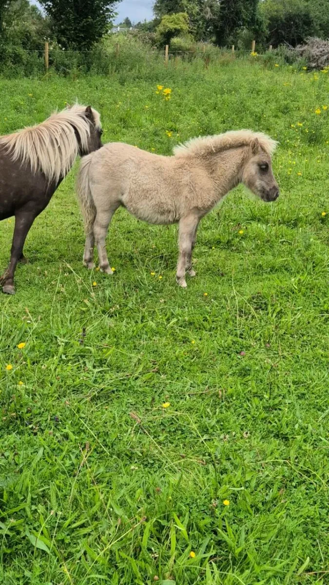 Miniature Filly - Image 4