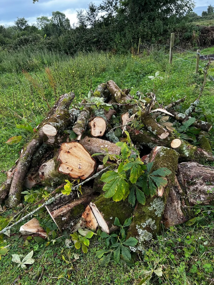 Firewood for sale - Image 1