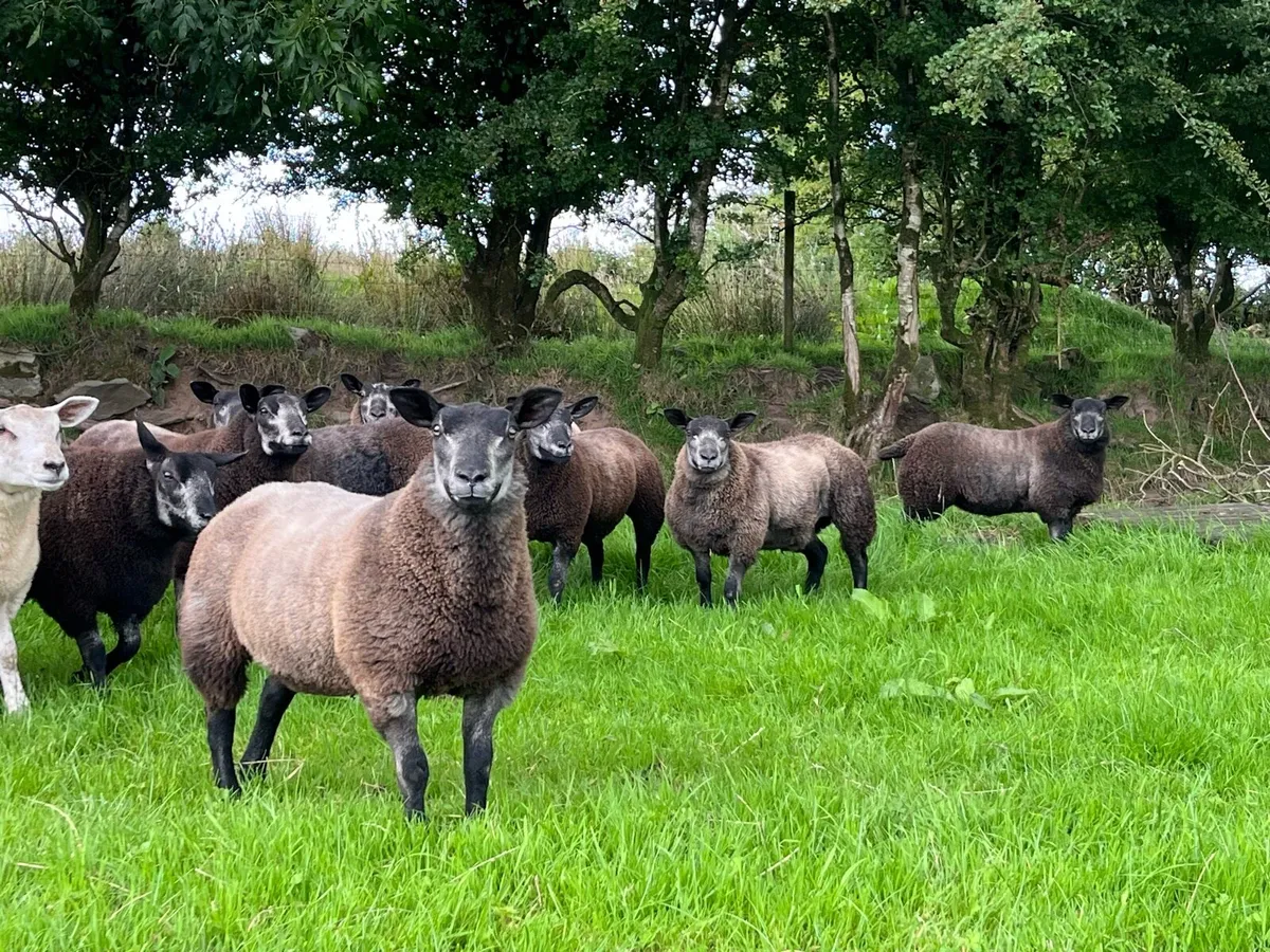 Blue Texel ewe lambs - Image 1