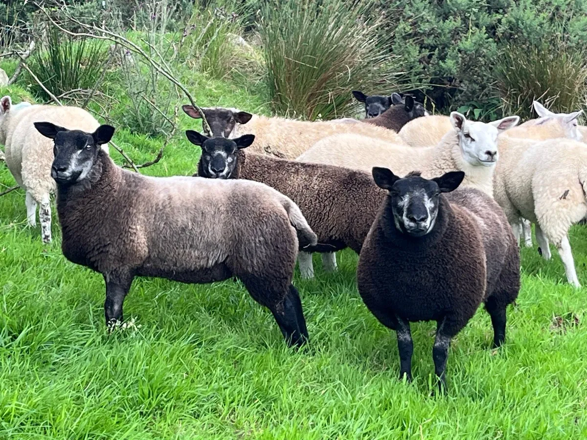 Blue Texel ewe lambs - Image 2