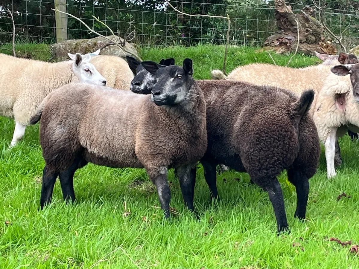 Blue Texel ewe lambs - Image 3