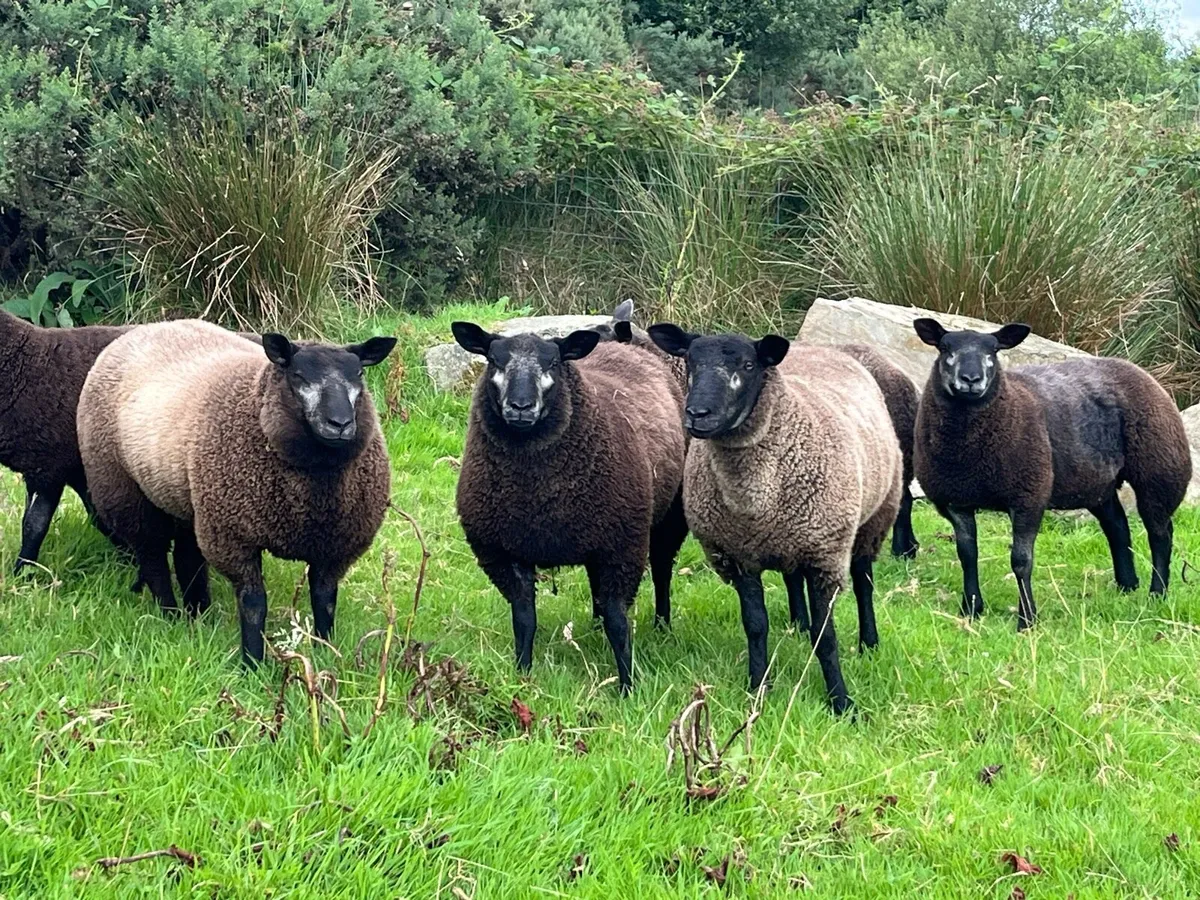 Blue Texel ewe lambs - Image 4