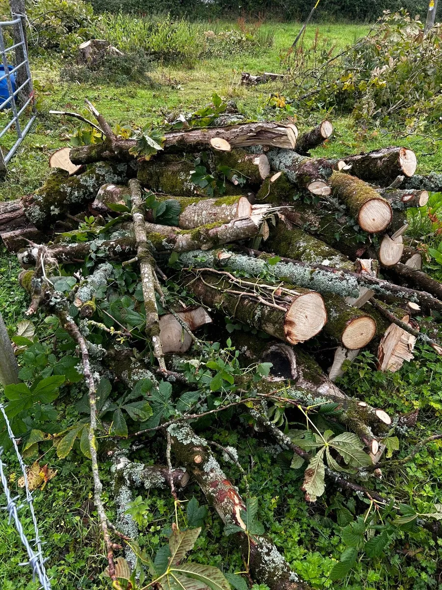 Firewood for sale - Image 2