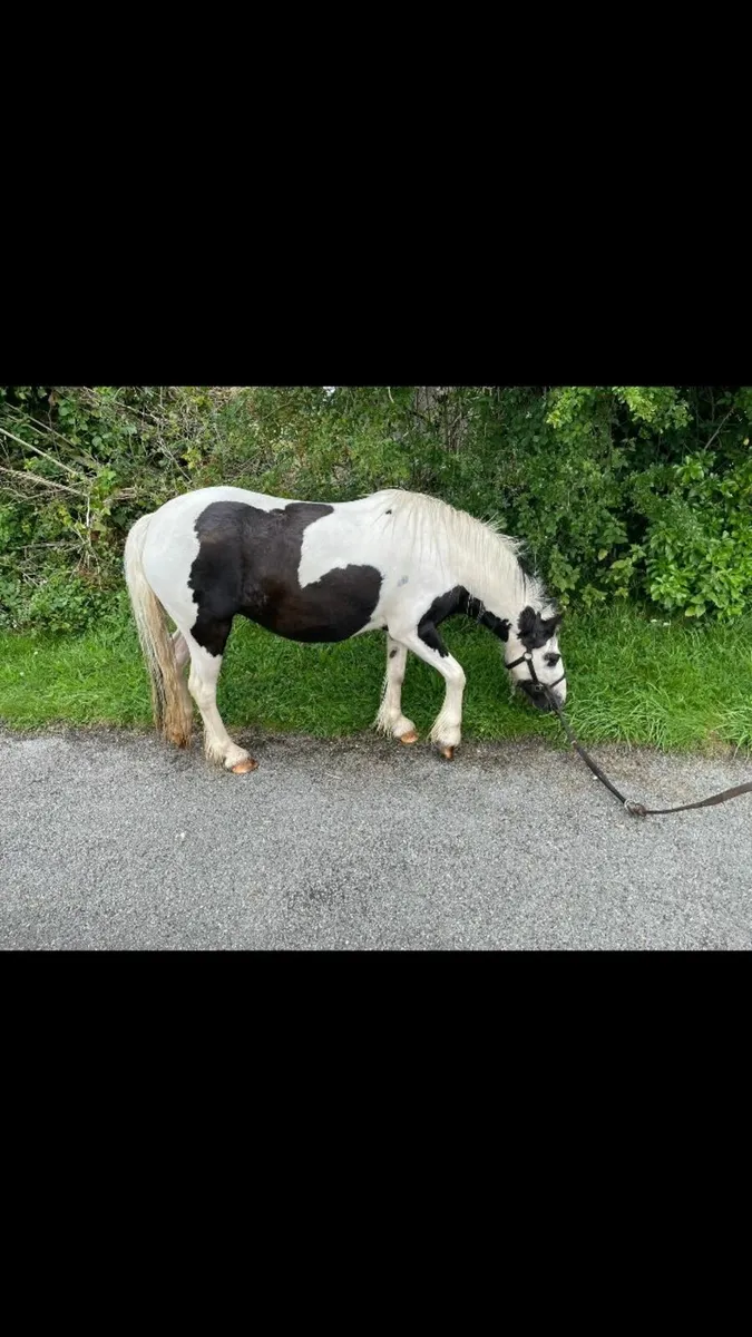 Miniature Gypsy Vanner - Image 1