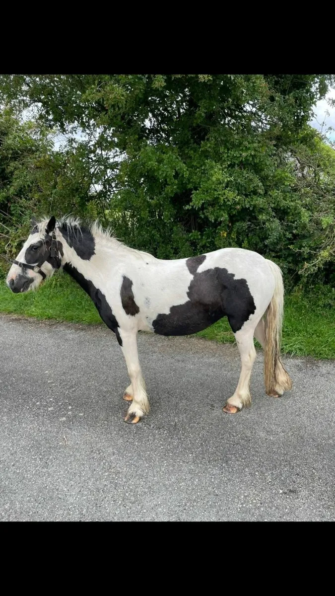 Miniature Gypsy Vanner - Image 2