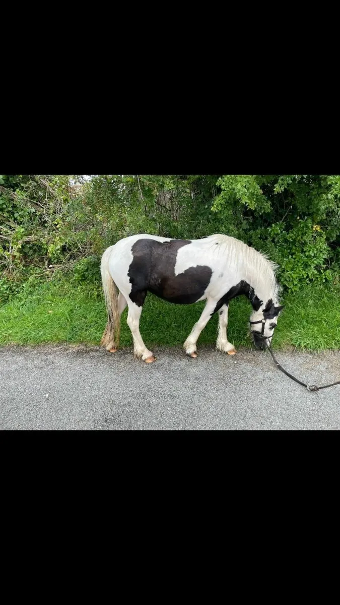 Miniature Gypsy Vanner - Image 3
