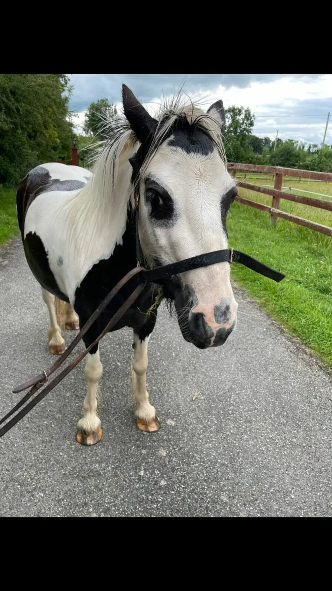 Miniature Gypsy Vanner - Image 4