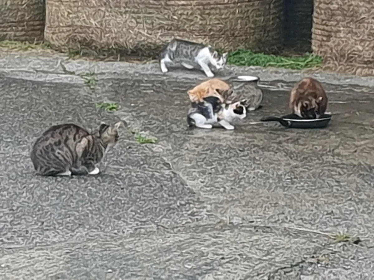 Farm kittens - Image 2