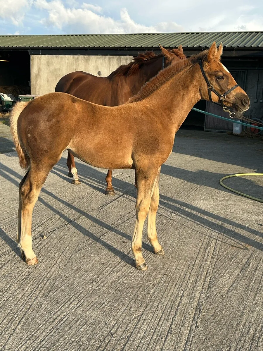 ID x ish filly foal - Image 2
