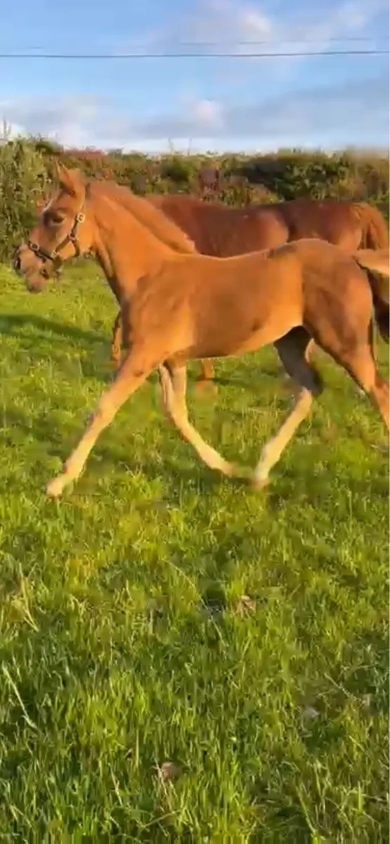 ID x ish filly foal - Image 3