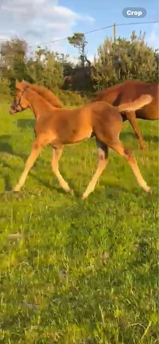ID x ish filly foal - Image 4