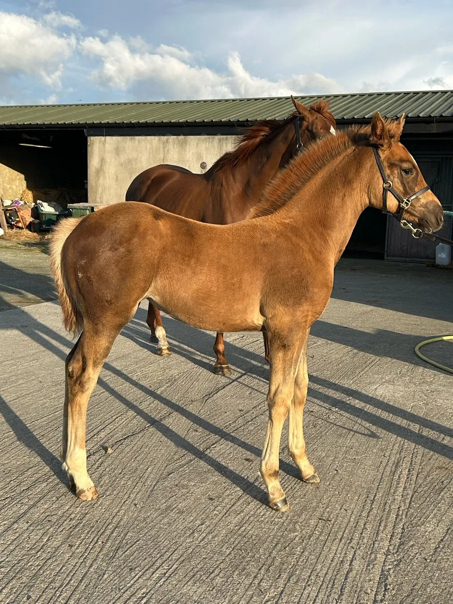 ID x ish filly foal - Image 1